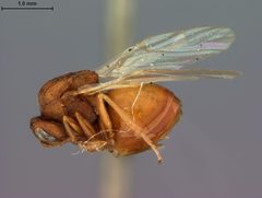 Andricus coronus by the Smithsonian. Used under a CC0 license.