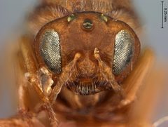Andricus coronus by the Smithsonian. Used under a CC0 license.