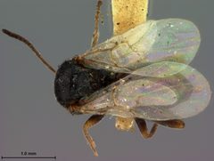 Andricus lustrans by the Smithsonian. Used under a CC0 license.