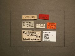 Andricus lustrans by the Smithsonian. Used under a CC0 license.