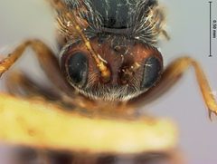 Andricus lustrans by the Smithsonian. Used under a CC0 license.