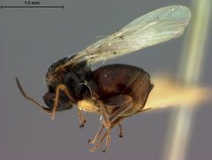 Andricus lustrans by the Smithsonian. Used under a CC0 license.