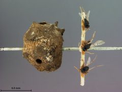 Andricus murtfeldtae by the Smithsonian. Used under a CC0 license.