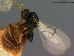 Andricus murtfeldtae by the Smithsonian. Used under a CC0 license.