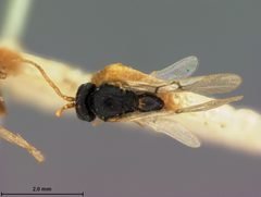 Andricus murtfeldtae by the Smithsonian. Used under a CC0 license.