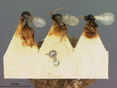 Andricus murtfeldtae by the Smithsonian. Used under a CC0 license.