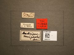 Andricus murtfeldtae by the Smithsonian. Used under a CC0 license.
