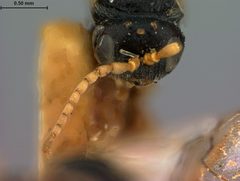 Andricus murtfeldtae by the Smithsonian. Used under a CC0 license.