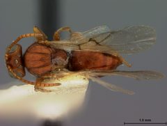 Andricus pilularis by the Smithsonian. Used under a CC0 license.