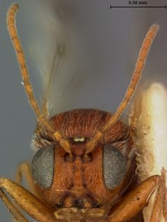 Andricus pilularis by the Smithsonian. Used under a CC0 license.