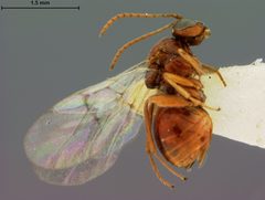 Andricus pilularis by the Smithsonian. Used under a CC0 license.
