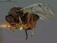 Andricus pisiformis by the Smithsonian. Used under a CC0 license.