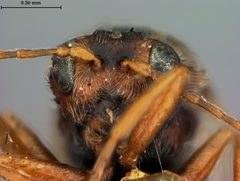 Andricus pisiformis by the Smithsonian. Used under a CC0 license.