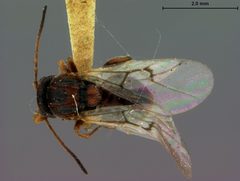 Andricus pisiformis by the Smithsonian. Used under a CC0 license.