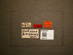 Andricus pisiformis by the Smithsonian. Used under a CC0 license.