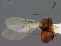 Andricus stellulus by the Smithsonian. Used under a CC0 license.