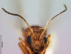 Andricus stellulus by the Smithsonian. Used under a CC0 license.