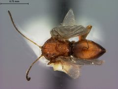Andricus stellulus by the Smithsonian. Used under a CC0 license.