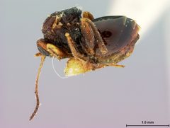 Andricus stropus by the Smithsonian. Used under a CC0 license.