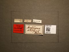 Andricus stropus by the Smithsonian. Used under a CC0 license.
