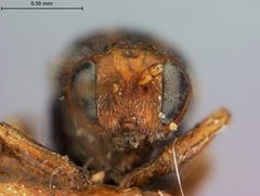 Andricus stropus by the Smithsonian. Used under a CC0 license.