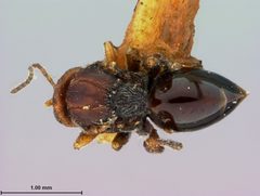 Andricus stropus by the Smithsonian. Used under a CC0 license.