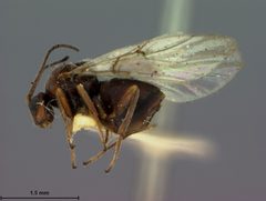 Andricus texanus by the Smithsonian. Used under a CC0 license.