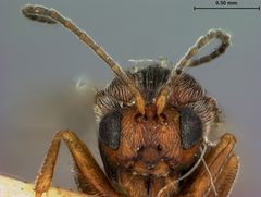 Andricus texanus by the Smithsonian. Used under a CC0 license.