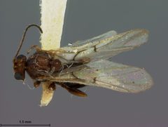 Andricus texanus by the Smithsonian. Used under a CC0 license.