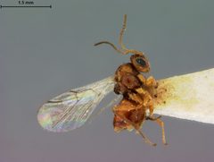 Andricus tubularius by the Smithsonian. Used under a CC0 license.