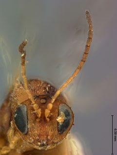 Andricus tubularius by the Smithsonian. Used under a CC0 license.