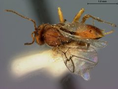 Andricus tubularius by the Smithsonian. Used under a CC0 license.