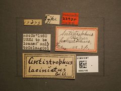 Antistrophus laciniatus by the Smithsonian. Used under a CC0 license.