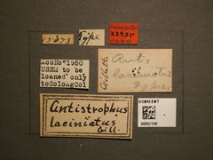Antistrophus laciniatus by the Smithsonian. Used under a CC0 license.