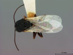 Antistrophus laciniatus by the Smithsonian. Used under a CC0 license.