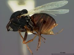 Antistrophus laciniatus by the Smithsonian. Used under a CC0 license.
