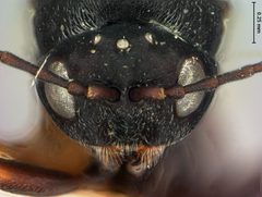 Antistrophus laciniatus by the Smithsonian. Used under a CC0 license.