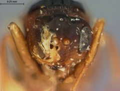 Antistrophus rufus by the Smithsonian. Used under a CC0 license.
