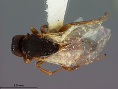 Antistrophus rufus by the Smithsonian. Used under a CC0 license.