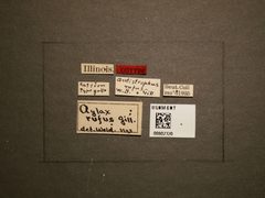 Antistrophus rufus by the Smithsonian. Used under a CC0 license.
