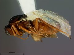 Antistrophus rufus by the Smithsonian. Used under a CC0 license.