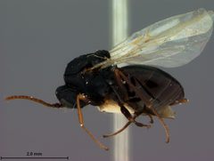 Antistrophus silphii by the Smithsonian. Used under a CC0 license.