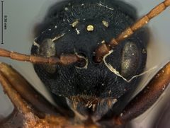 Antistrophus silphii by the Smithsonian. Used under a CC0 license.
