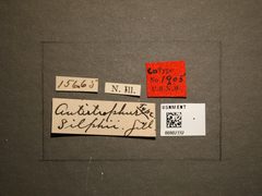 Antistrophus silphii by the Smithsonian. Used under a CC0 license.