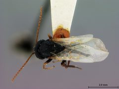 Antistrophus silphii by the Smithsonian. Used under a CC0 license.