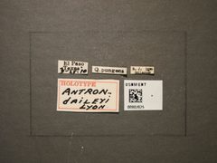 Antron daileyi by the Smithsonian. Used under a CC0 license.