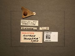 Antron madera by the Smithsonian. Used under a CC0 license.