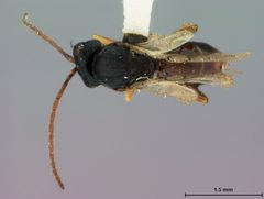 Aulacidea solidaginis by the Smithsonian. Used under a CC0 license.