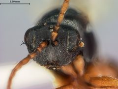Aulacidea solidaginis by the Smithsonian. Used under a CC0 license.