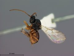 Aulacidea solidaginis by the Smithsonian. Used under a CC0 license.